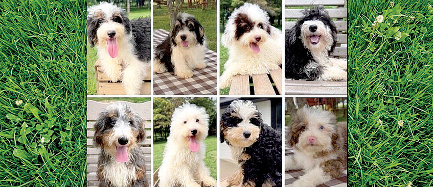 MINI BERNEDOODLE PUPPIES for sale in Hoagland, IN