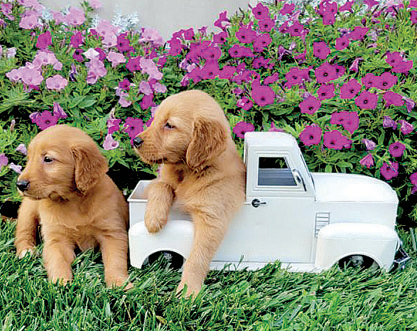 GOLDEN RETRIEVER PUPPIES for sale in Topeka, IN