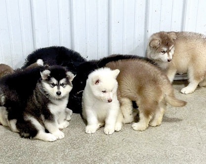 MALAMUTE PUPPIES for sale in Greentown, IN