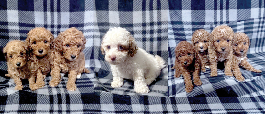 POODLE AND DOODLE PUPPIES for sale in Antwerp, OH