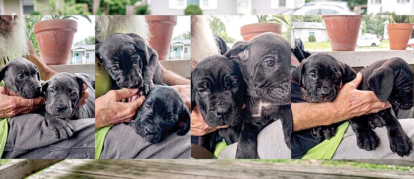 CANE CORSO PUPPIES for sale in Columbia City, IN