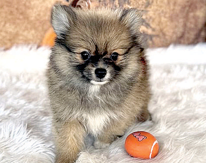 POMERANIAN PUPPIES for sale in Indianapolis, IN