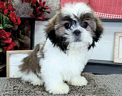 SHIH TZU PUPPIES for sale in Indianapolis, IN