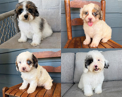 CAVAPOOS for sale in Fort Wayne, IN