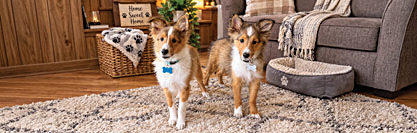 SHELTIE PUPPIES for sale in Kendallville, IN